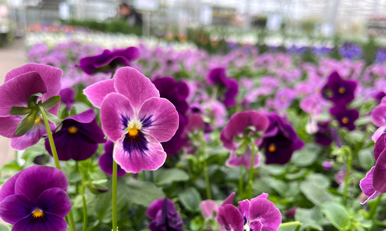 Lila Hornveilchen der Gärtnerei Schulze Eckel