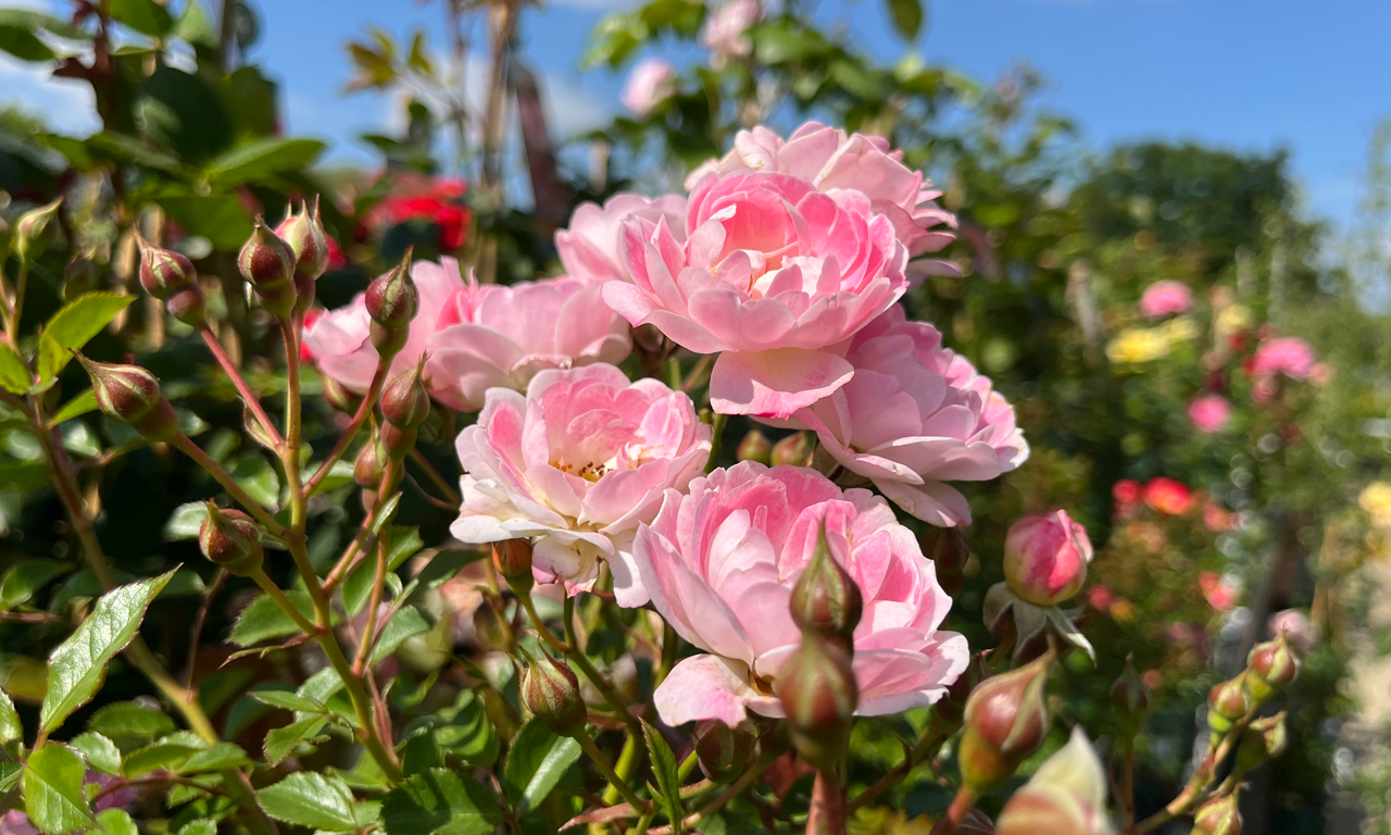 Gutschein: Gärtnerei Schulze Eckel 