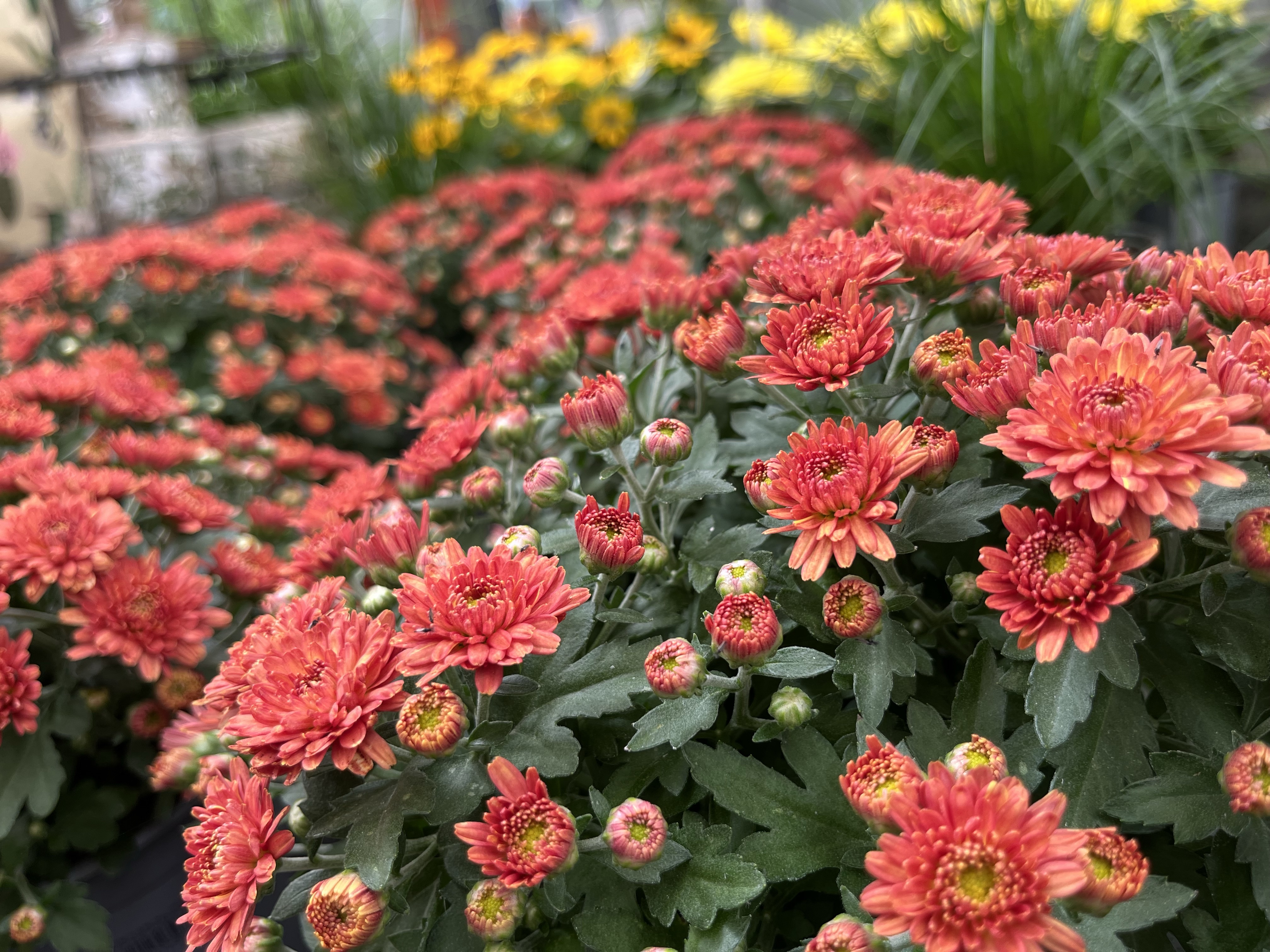 Herbstblumen in der Gärtnerei Schulze Eckel