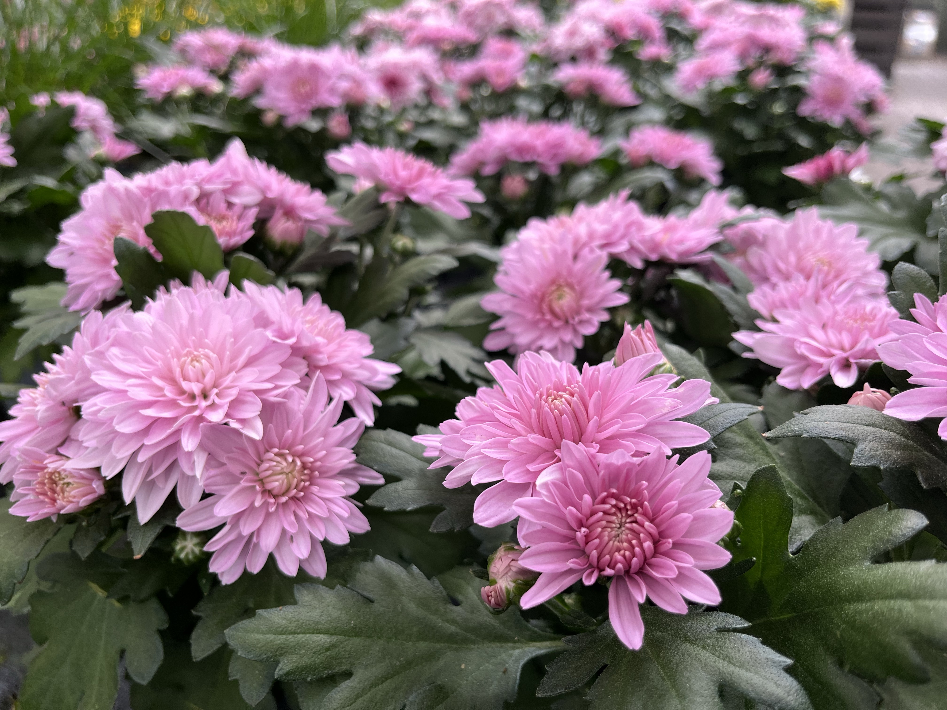 Chrysanthemen in der Gärtnerei Schulze Eckel