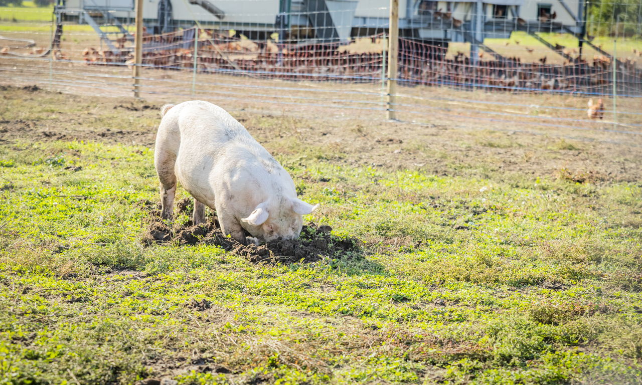 Hof May - Schwein glücklich