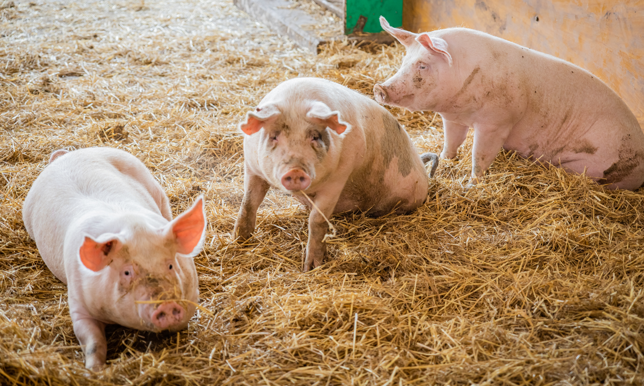 Hof May - Schweine im Stall