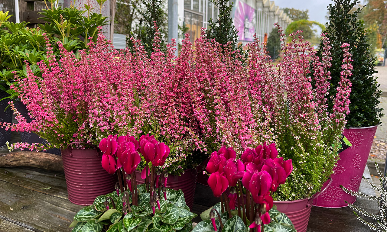 Heide und Co bei der Gärtnerei Schulze Eckel