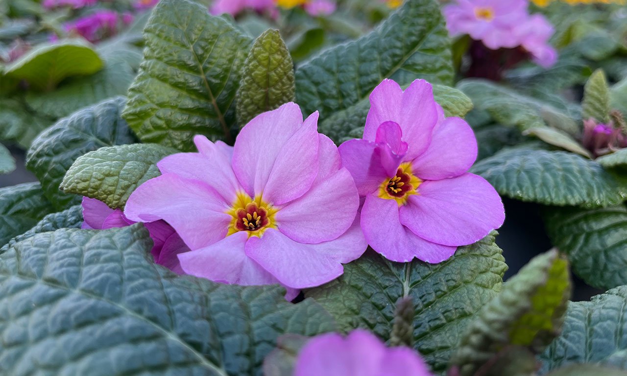 Gutschein: Gärtnerei Schulze Eckel